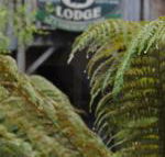 The Wombat Cottage - Brisbane Tourism