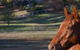 Historic Oak Hill House Estate Truffle Gourmet Festival Region - thumb 0