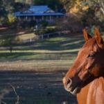 Historic Oak Hill House Estate Truffle Gourmet Festival Region - Tourism Brisbane 0