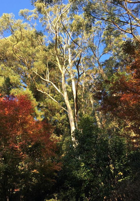 Wild Orchid Olinda Private Luxury Cottage - Tourism Brisbane 6