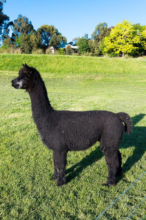 Raynella Alpaca Farmstay - Tourism Brisbane 2