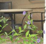 Amalie Cottage Waikerie Unit 1 - Tourism Brisbane