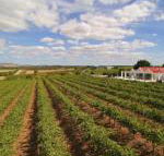 Barossa Valley Lyndoch - Brisbane Tourism