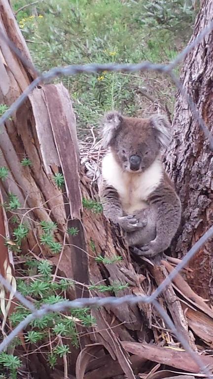 Stringybark Hills Retreat - Tourism Brisbane 3