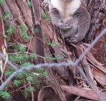 Stringybark Hills Retreat - Tourism Brisbane