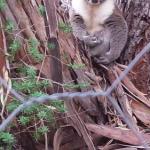 Stringybark Hills Retreat - Tourism Brisbane 0