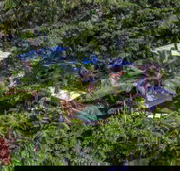 Unique Tropical Rainforest Getaway - Brisbane Tourism