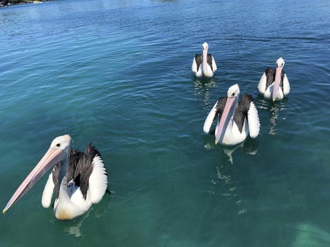 Aquarius 9 Opposite Wallis Lake - Tourism Brisbane 6