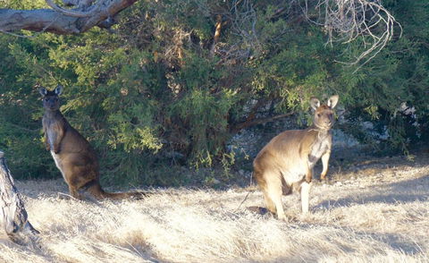 The Cape - Tourism Brisbane 4