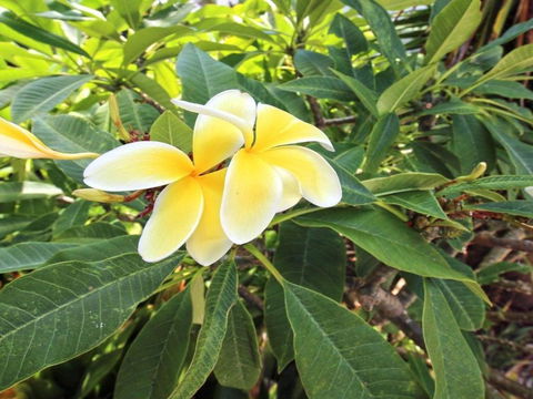 Palm Oasis Family Friendly Accommodation Just A Short Walk To Werri Beach - Tourism Brisbane 1