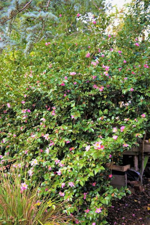 Adelaide Hills Camellia Cottage WiFi - Brisbane Tourism 3