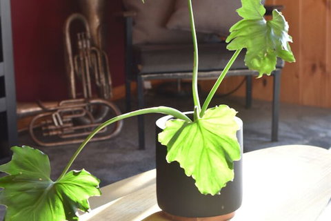 Tutumaz By The River - Brisbane Tourism 3