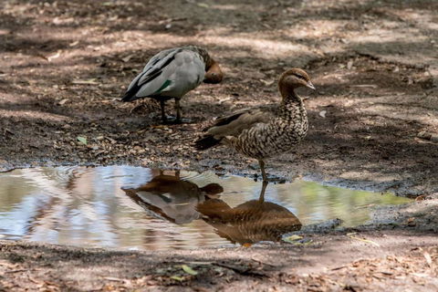 Belair National Park Holiday Park - Tourism Brisbane 6