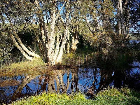 Wisteria Cottage On The Lagoon / Beach - Tourism Brisbane 4