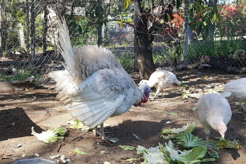 Gowrie Agapanthous - Tourism Brisbane 1