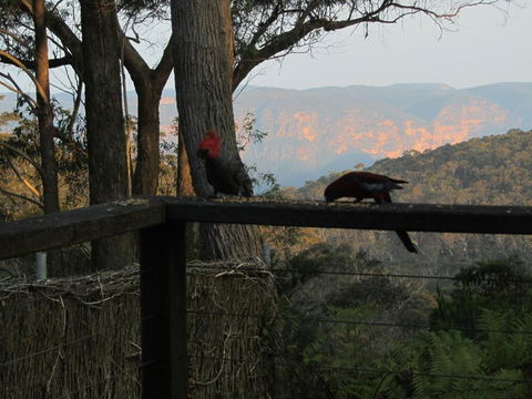 Canyon Cottage - Brisbane Tourism 6