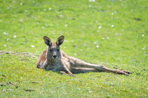 Halls Gap Motel - Brisbane Tourism 5