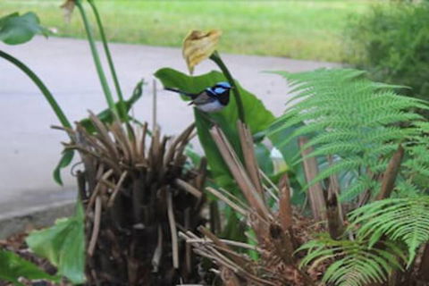 Aristocrat Waurnvale Motel - Tourism Brisbane 6