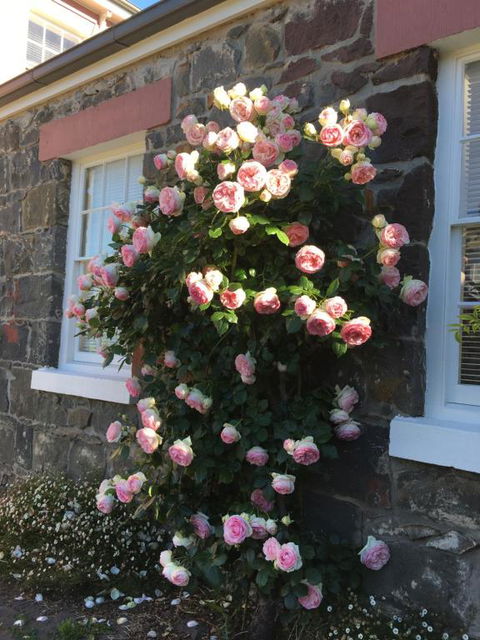 Georgia - Brisbane Tourism 6