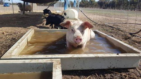 A Better Life Animal Sanctuary FarmStay Private Two Bedrooms Lounge Room & Bathroom & Toilet Shared Kitchen - Tourism Brisbane 2