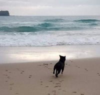 Breakers at Mudjimba Beach - Brisbane 4u