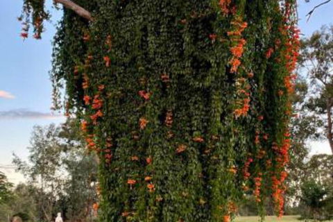 Amarina Farm Stay & Gardens - Tourism Brisbane 6