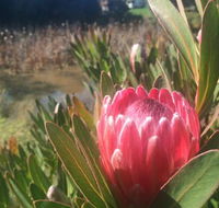 Creswick Cabin Retreat - Tourism Brisbane
