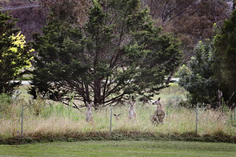 BATHURST GOLDFIELDS MOTEL On MOUNT PANORAMA - Brisbane Tourism 6