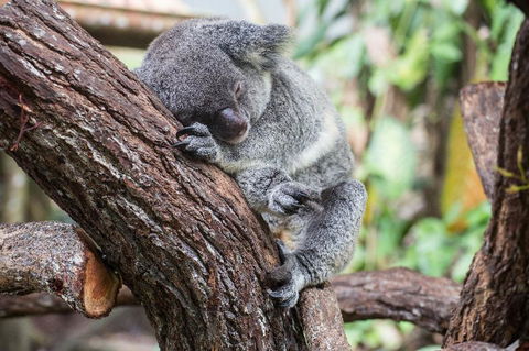 Leatherwood Lodge - Tourism Brisbane 2