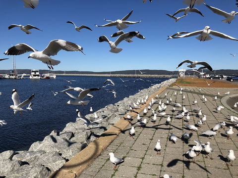 Albany Foreshore Guest House - Tourism Brisbane 4