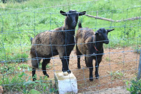 Alstonville Country Cottages - Tourism Brisbane 0