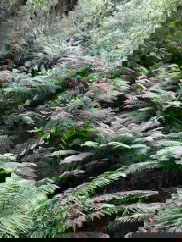 Corinna Wilderness Experience - Brisbane Tourism 1