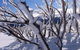 Ripparoo Ski Lodge - thumb 0