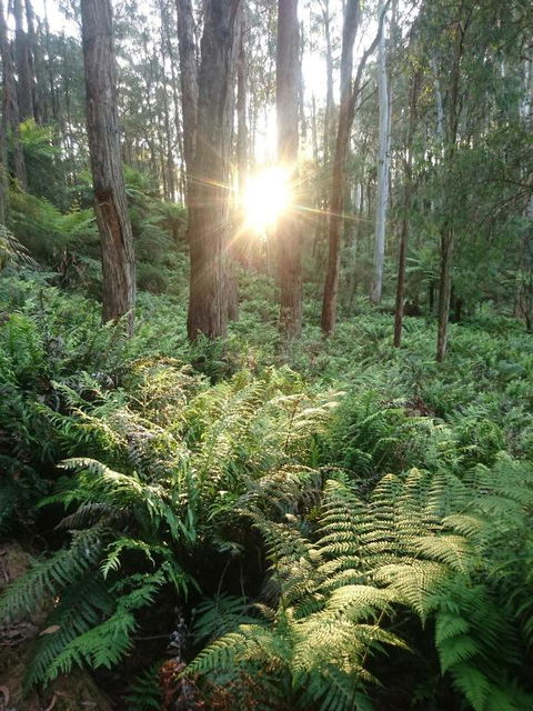 Carinya Park - Tourism Brisbane 3