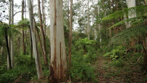 Carinya Park - Tourism Brisbane 1