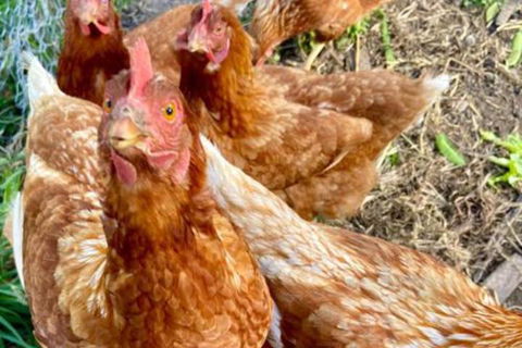 Sassafras Springs - Tourism Brisbane 2