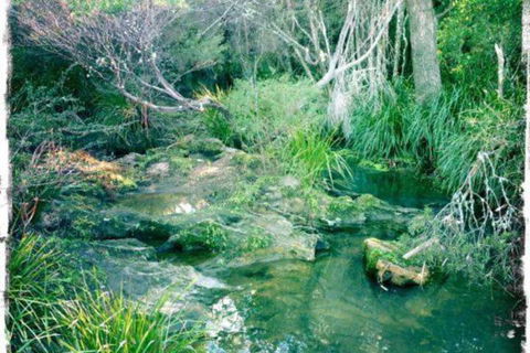 Twin Falls Bush Cottages - Tourism Brisbane 2