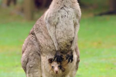 Halls Gap Lakeside Tourist Park - Tourism Brisbane 1