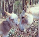 Donkey Tales Farm Cottages - Tourism Brisbane