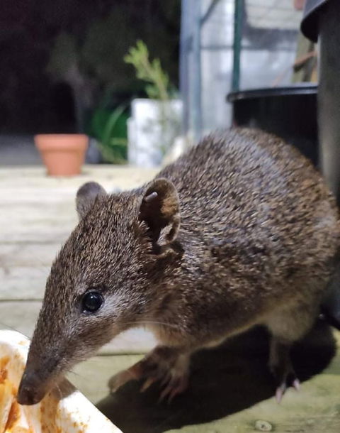 Strahan Wilderness Lodge - Tourism Brisbane 2