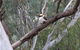 Ingenia Holidays Murray Bend - thumb 6