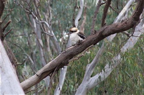 Ingenia Holidays Murray Bend - Brisbane Tourism 6