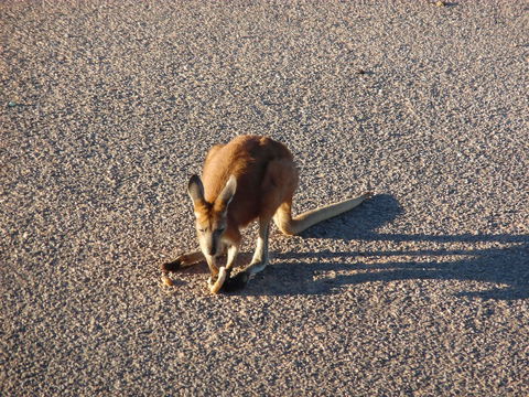 On The Deck @ Shark Bay - Brisbane Tourism 5