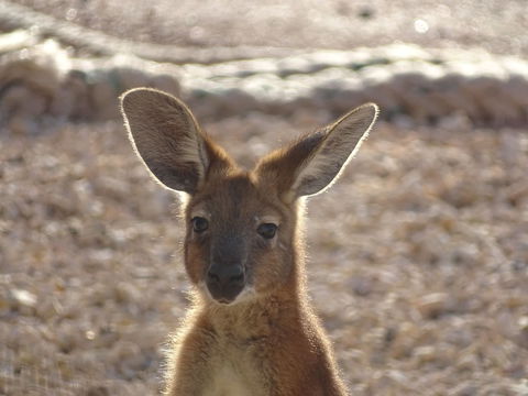 On The Deck @ Shark Bay - Brisbane Tourism 3
