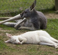 A Twist of Willow - Tourism Brisbane