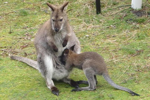 Base Camp Tasmania - Tourism Brisbane 5