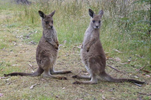 Base Camp Tasmania - Tourism Brisbane 2