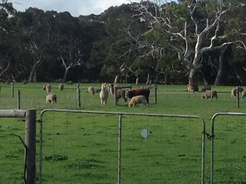 Breakaway Farmstay - Brisbane Tourism 1