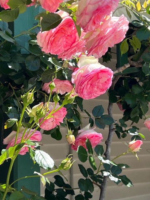 Birchwood Cottage - Brisbane Tourism 6
