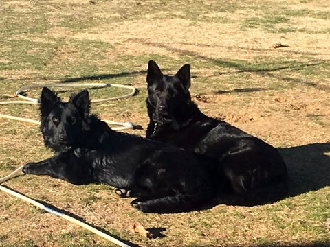 Alpine Country Motel - Tourism Brisbane 6